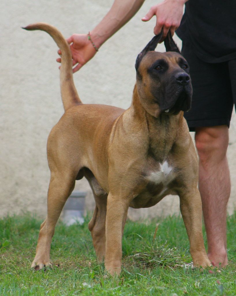 Simba De La Huella Del Presa Canario